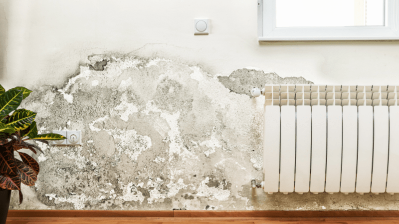 How to find and get rid of mold naturally and effectively?