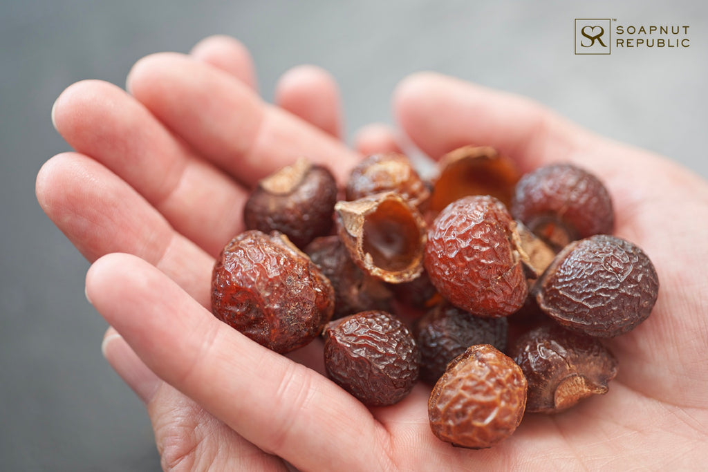 Soapnuts: A Safer And Sustainable Soap