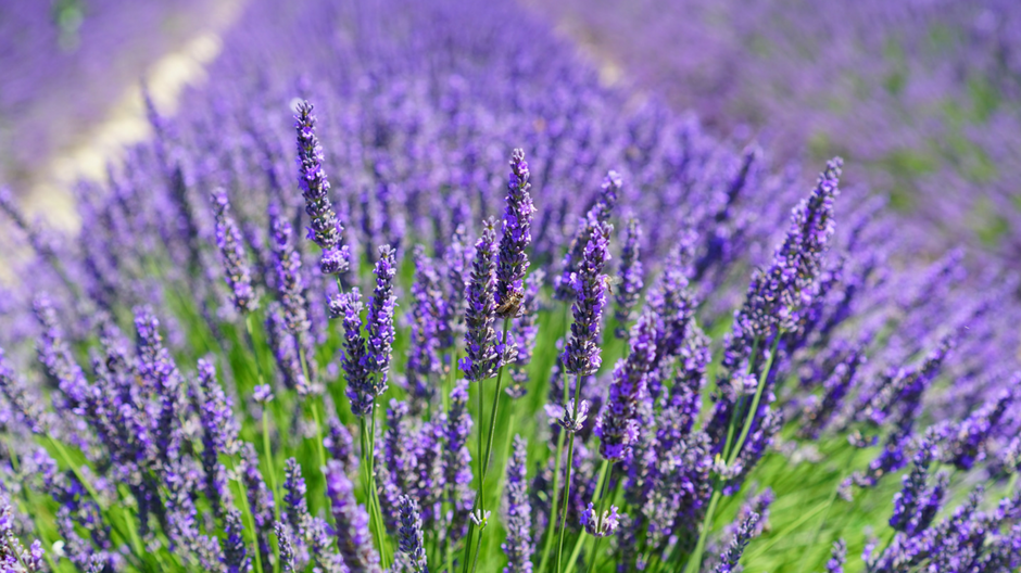 Essential things to know about essential oils
