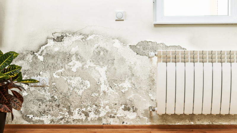 How to find and get rid of mold naturally and effectively?