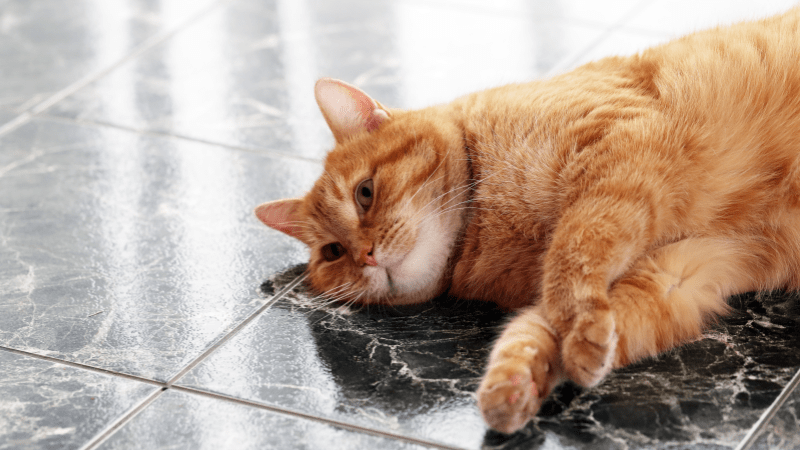 Pet Friendly Cleaning For Your Home