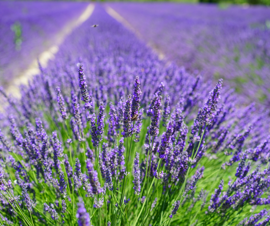 Essential things to know about essential oils