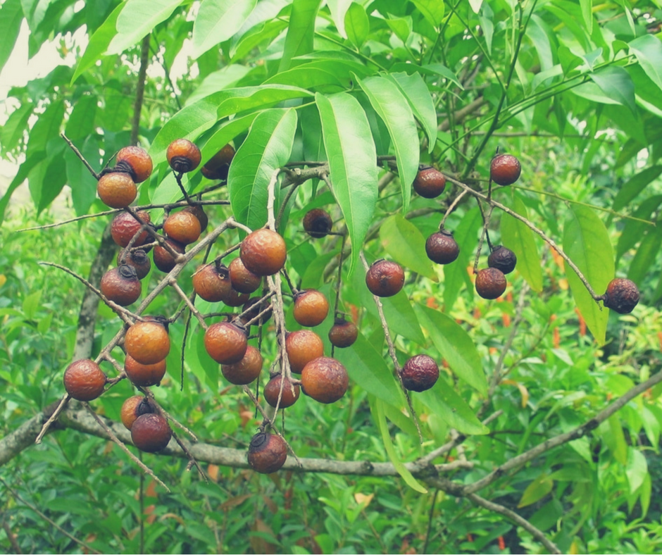 Soapnuts Are Berries That Grow On Trees, And Produces Soap Naturally